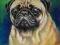 Mops, pug, pies - portret