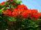 Delonix regia (Płomień Afryki)- nasiona krzewu.