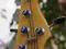 Squier by Fender Precision bass V piątka