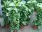 Epipremnum- Scindapsus wysoki ok. 110 cm