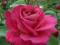 Róże - Różowa róża - Piękny zapach