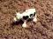 Lego DUPLO figurka krowa łaciata FARMA