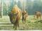 pocztówka ŻUBRY Stado BIAŁOWIEŻA - RUCH 1969