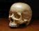 Czaszka człowieka REPLIKA (medycyna, model)