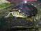 żółw wodny wielkości kobiecej dłoni, ok. 20x10cm