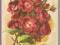 pocztówka CZERWONE KWIATY Budecki RUCH lata 50