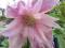 CLEMATIS  