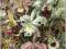 pocztówka ORCHIDEE rycina z 1904 HAECKEL