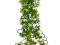 Komodo roślina sztuczna croton 40cm 82530
