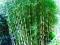 BAMBUS OGRODOWY SADZONKA FARGESIA NAJLEPSZA CENA!