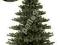 CHOINKA  zielona JODŁA KAUKASKA 2m NOWOSĆ
