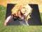 ROBERT PLANT Led Zeppelin oryginał 17x12cm