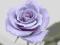 acm RÓŻA WIELKOKWIATOWA NIEBIESKA PACHNĄCA KAPERS