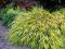 acm SŁONECZNA TRAWA HAKONECHLOA ODPORNA OKAZAŁA