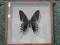 kolekcja motyli - okazja !!!