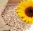 SŁONECZNIK łuskany dla ptaków 25 kg
