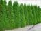 TUJA SMARAGD NASIONA thuja szmaragdowa Żywotnik