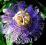 Męczennica cielista (Passiflora incarnata)