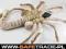 UNIKAT SUPER MASKOTKA ALIEN FACEHUGGER ORYGINAL HD