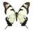 Motyl - Eurytides dolicaon deicoon, samiec