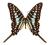 Motyl - Graphium policenes telloi, samiec, RCA