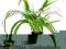 Chlorophytum bichetii (koszyk) - Roślina terrarys.