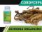 CORDYCEPS KORDYCEPS ODPORNOŚĆ NATURALNY ANTYBIOTYK