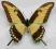 Papilio lycophron Ameryka Środkowa 91mm