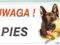 Nalepka Naklejka Tabliczka  UWAGA PIES! - OWCZAREK