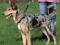 Trixie Szelki  Easy Walk L 45-65