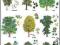 Biologia POMOCE plansze BOTANIKA drzewa liściaste