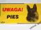 Tabliczka  UWAGA PIES! OWCZAREK NIEM KRÓTKOWŁOSY