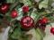 gałązka bukiet owoców ostrokrzewu i jabłek -święta
