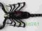 Heterometrus cyaneus skorpion +150mm Tajlandia