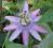 Męczennica Passiflora fioletowa Violacea