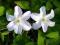 Clematis wielkokwiatowy Yukikomachi