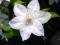 Clematis wielkokwiatowy Valge Daam