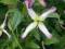 Clematis botaniczny Rubromarginata PACHNĄCY