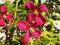 Clematis włoski Madame Julia Correvon
