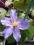 Clematis botaniczny Justa