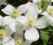 Clematis botaniczny Montana Grandiflora