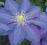 Clematis wielkokwiatowy Lasurstern KWITNĄCY TERAZ