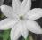 Clematis wielkokwiatowy Henryi CZYSTA BIEL