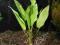 CRYPTOCORYNE CILIATA # KOSZYK # allpets_pl