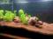 PODŁOŻE DO AKWARIUM LAVAQUA ROSSO 10-14mm 33 LITRY
