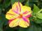 Dziwaczek (Mirabilis jalapa) - ŚWIECĄCY KWIAT!