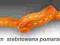 ~FUKSIK~ tasiemka wstążka 5mm rypsowa orange 1m st
