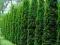 Nasiona Tuja kolumna szmaragd 100 za 3,99zł Foto