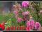 LAGERSTROEMIA__Bez Południa__KWITNIE AŻ 120 DNI