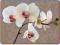 4 duże podkładki korkowe ORCHID HARMONY z orchideą